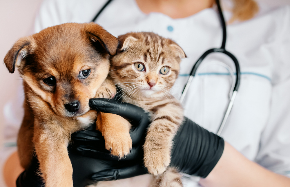 pet insurance cost-veterinarian